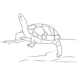 Black Turtle Rhinoclemmys Free Coloring Page for Kids