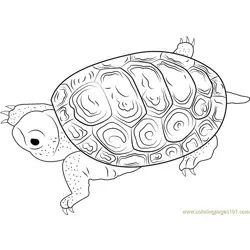 Centrata Carapace Free Coloring Page for Kids