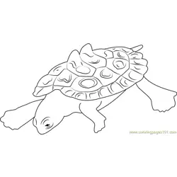 Joe Mcdonald Southern Black Turtle Free Coloring Page for Kids