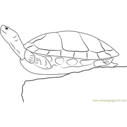 Jumping Painted Turtle Free Coloring Page for Kids