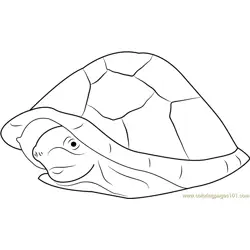 Razor Backed Musk Turtle Free Coloring Page for Kids
