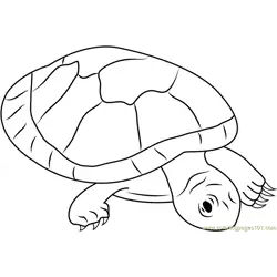 Red Headed Amazon River Turtle Free Coloring Page for Kids