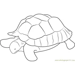 Turtle at Zoo Free Coloring Page for Kids