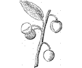 Apricot 1