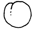 Apricot 2