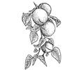 Pages Photo Apricots P1