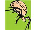 Spider 7