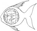 Earth Inside Of The Fish