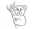 Australia Koala