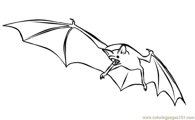 Coloring Pages Bats flying (Mammals > Bats) - free printable coloring