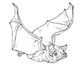 Bat Coloring 12