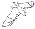 Bat Coloring 14