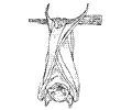Bat Coloring Page 03