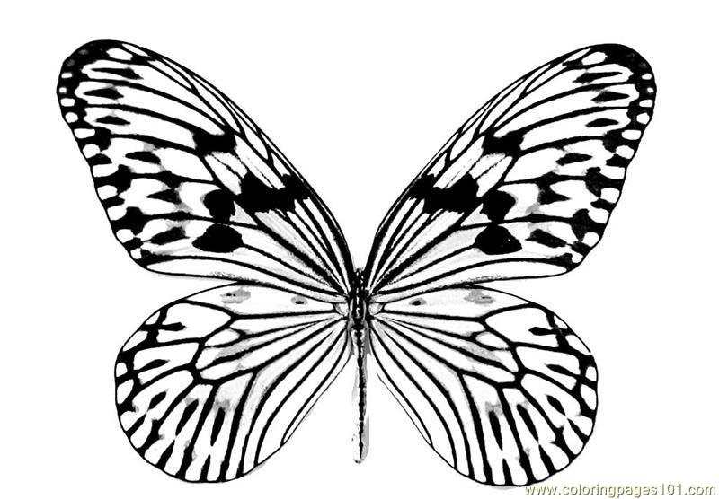 Coloring Pages Butterfly (Insects > Beautifull Butterfly) - free ...