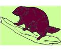Beaver 9 Coloring Page