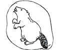 Beaver 6 Coloring Page
