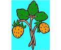 Strawberry 8