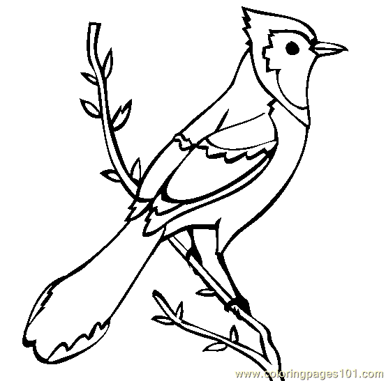 Coloring Pages Blue Jay (Birds > Blue Jay) - free printable coloring