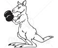 Ack And White Boxing Kangaroo