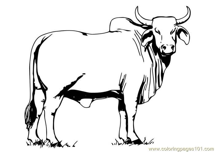 Coloring Pages Bull (Animals > Bull) - free printable coloring page online