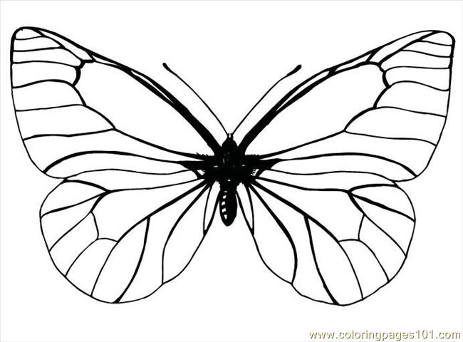 Free Printable Coloring Page Butterfly99 Insects > Butterfly title=