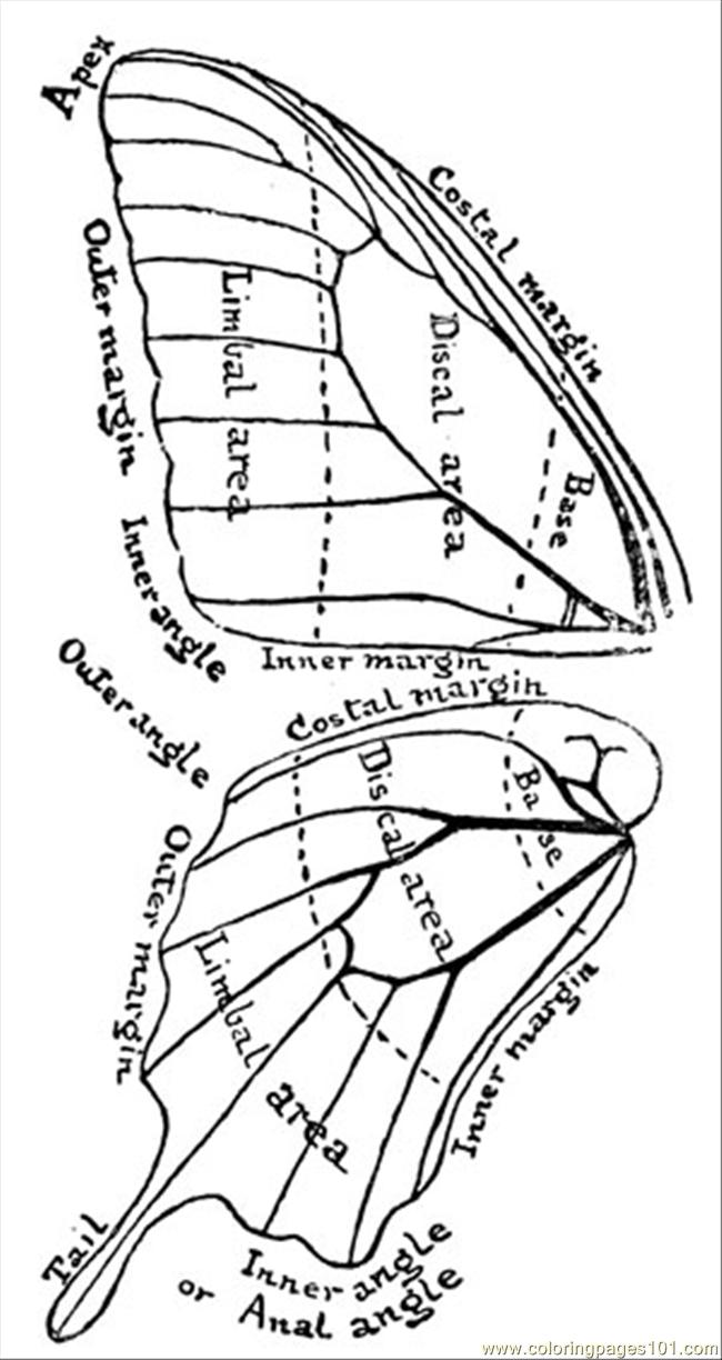 Coloring Pages Butterfly Wings 1 (Insects > Butterfly) - free printable ...