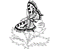 Butterfly Coloring Page 011