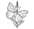 Butterfly Coloring Page 015