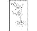 Free Fairy Dancing On Flower