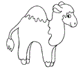 Camel (6)