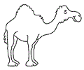 Camel (9)