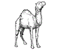 Camel Coloring Page 006