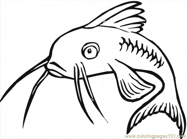 Coloring Pages Catfish 16 (Fish > Catfish) - free printable coloring