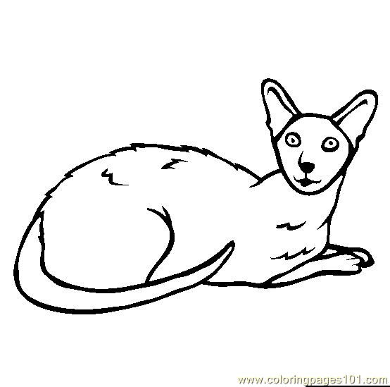 uk wildcat coloring pages - photo #19
