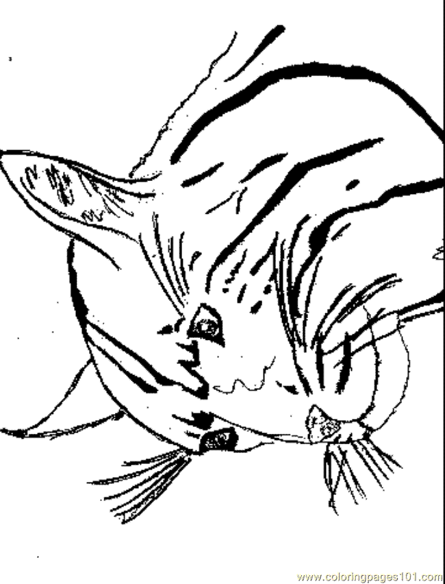 uk wildcat coloring pages - photo #25
