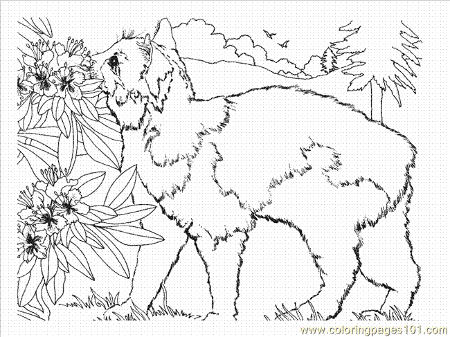 Calico Cat Coloring Sheets Coloring Pages
