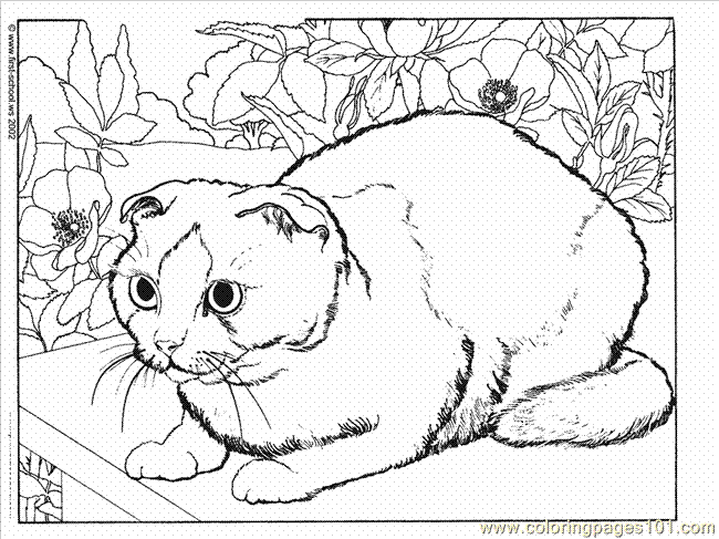 tabby cat coloring pages - photo #4