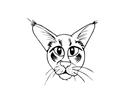 001 Cats077