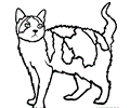 American Wirehair Cat