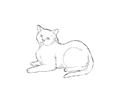 Cats055