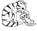 Cats2