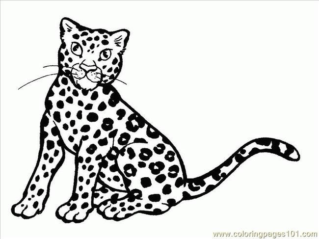 coloring pages cheetah picture animals  cheetah  free
