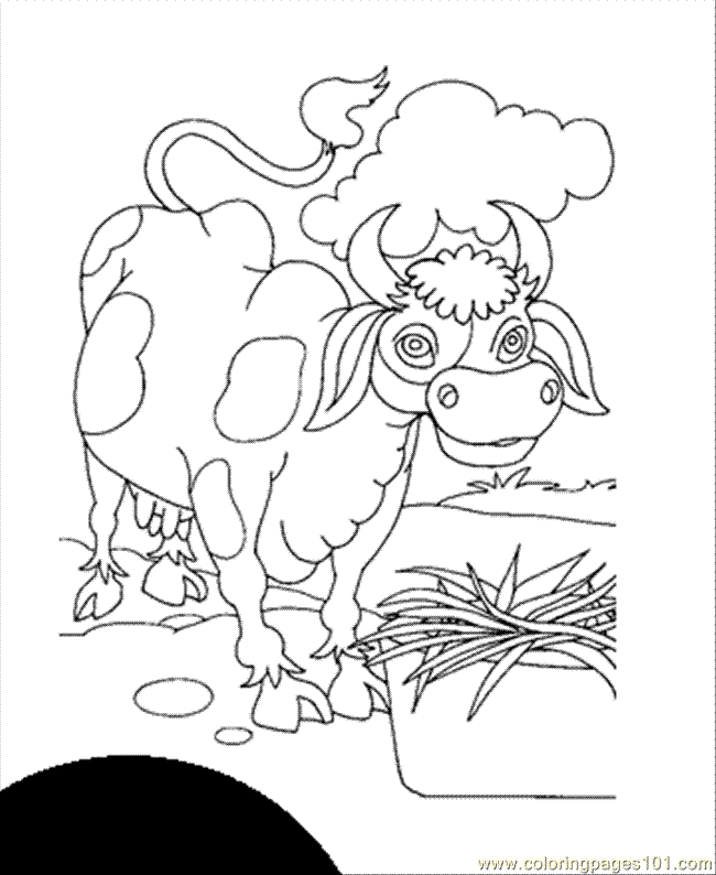 Angus Beef Cow Coloring Pages Coloring Pages