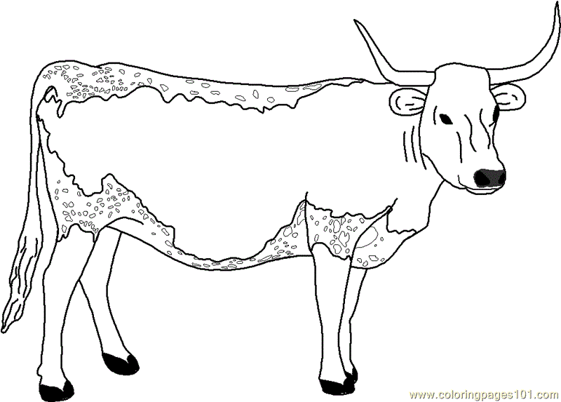 Coloring Pages Jungli cow (Animals > Cow) - free printable coloring