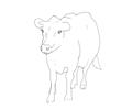Animal Cow