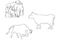Bull Cow