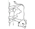 Cow Coloring Page 10