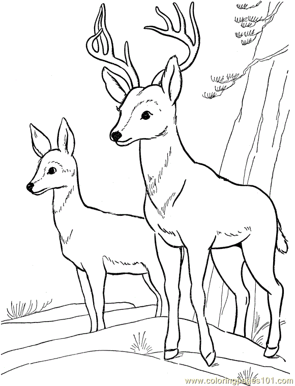 Mammals Deers Roe Deer Coloring Pages Printable - KINDERPAGES.COM