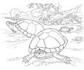 Turtles In The Desert