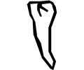 Tooth 13